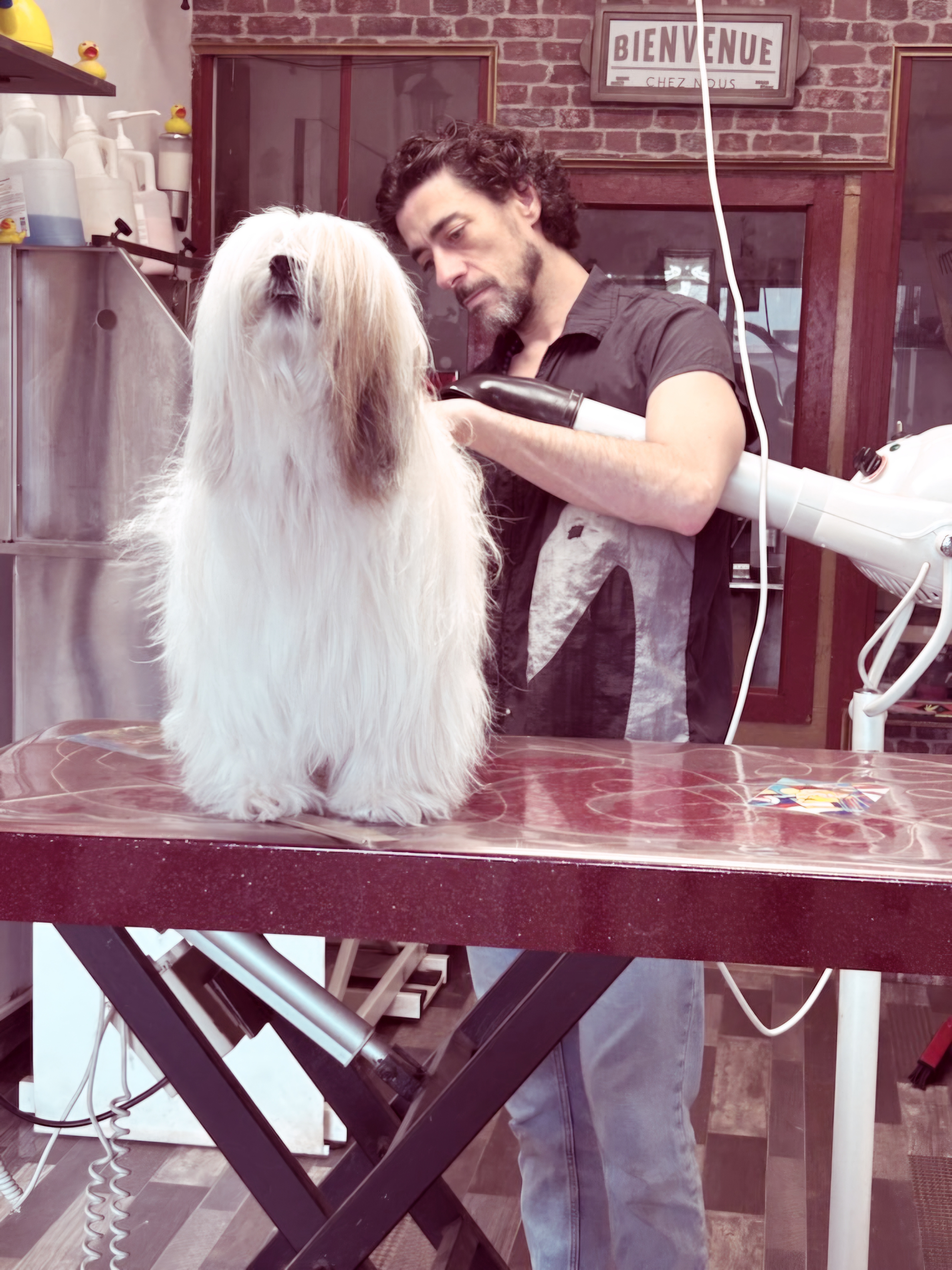 Geoffroy au travail — toilettage professionnel