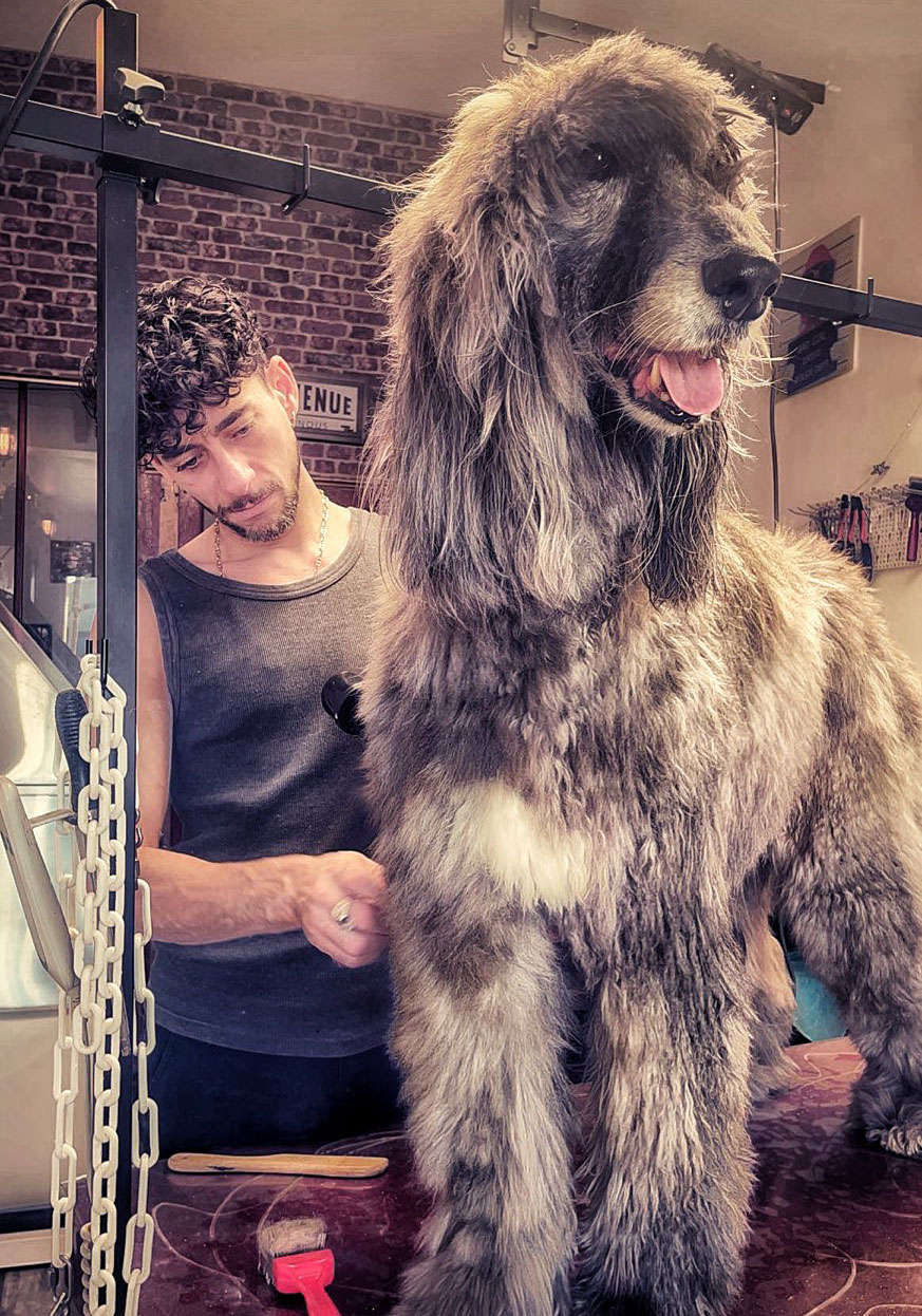 Toilettage premium — Un Pelage Au Poil